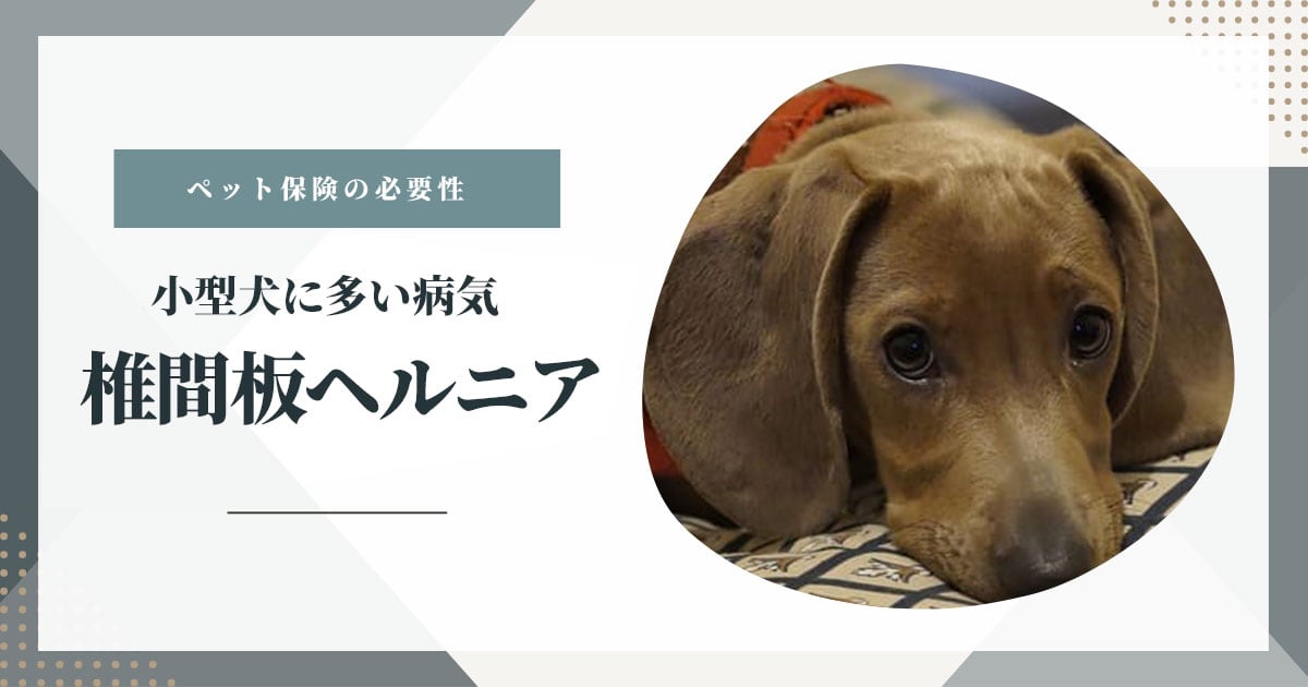 ペット保険は「椎間板ヘルニア」を補償してくれる？
