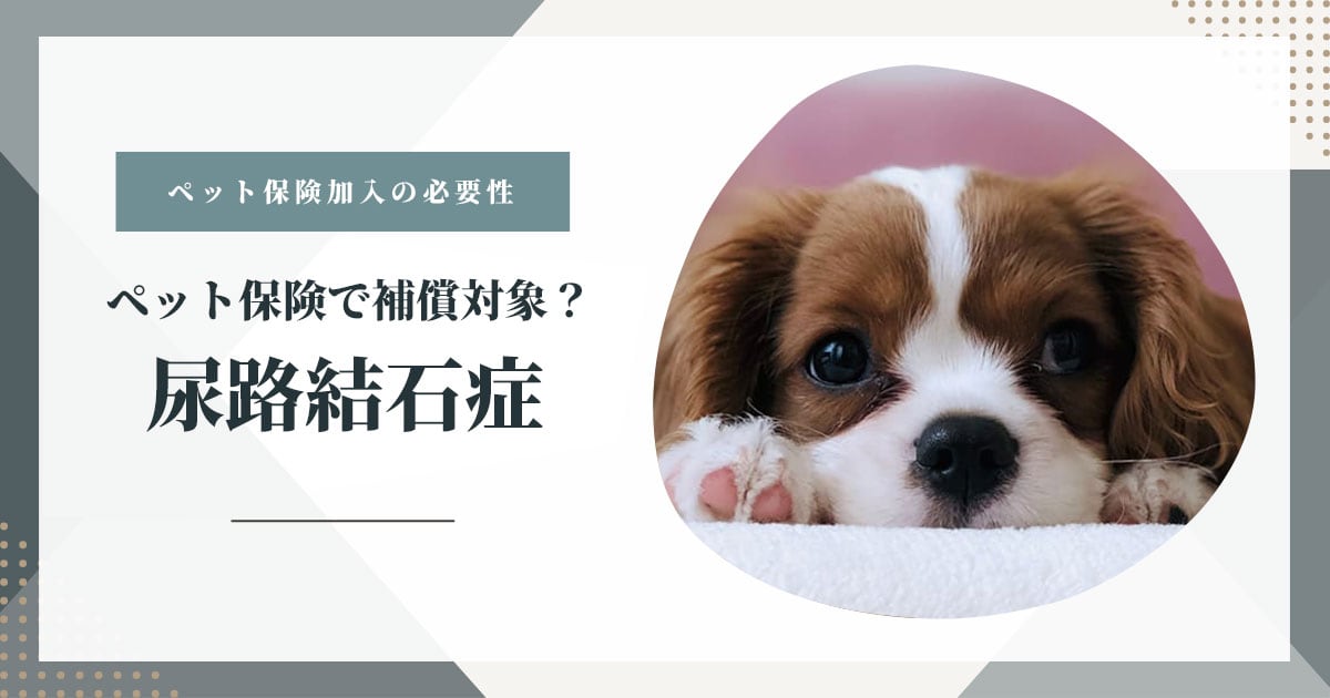 尿路結石症はペット保険で補償対象？
