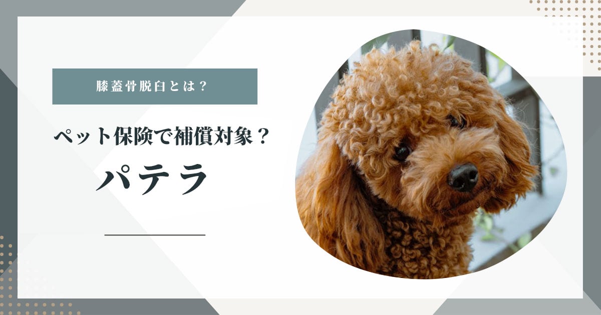 膝蓋骨脱臼（パテラ）はペット保険で補償対象？
