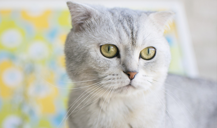 スコティッシュフォールド