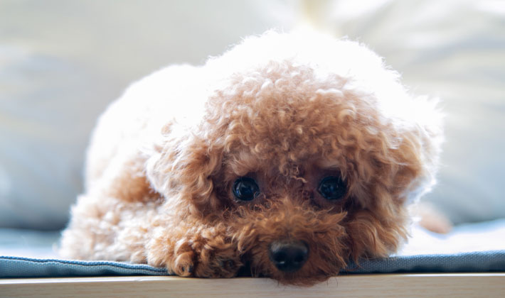 トイプードルの写真