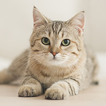 猫におすすめ 猫の保険