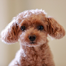 犬におすすめ 犬の保険