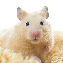 小動物、鳥におすすめ 小動物の保険