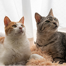 多頭飼いにおすすめ 多頭割引がお得な保険